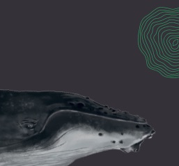 Conoce a las ballenas azules y otros cetáceos de la Patagonia norte