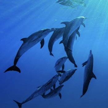Delfines: el mar que nos rodea.